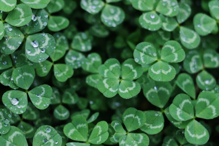 Ground Cover is Good for Gardens, Too